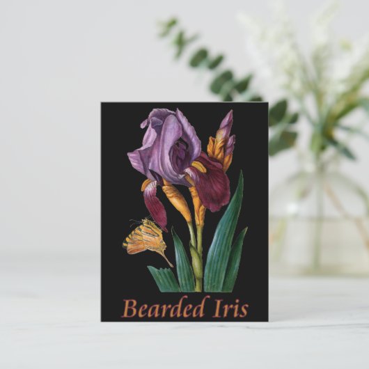 Carte Postale Fleur d'Iris (Debout devant)