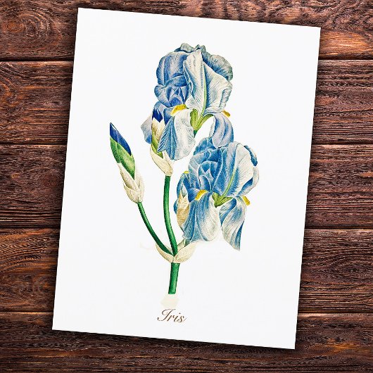 Carte Postale Fleur d'Iris Bleu Botanique Vintage Élégant