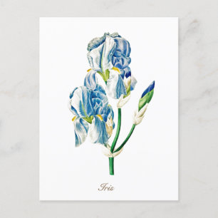 Carte Postale Fleur d'Iris Bleu Botanique Vintage Élégante