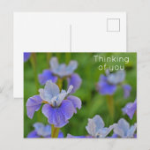 Carte Postale Fleur d'Iris Bleue Pensant à vous (Devant / Derrière)