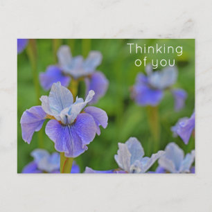 Carte Postale Fleur d'Iris Bleue Pensant à vous