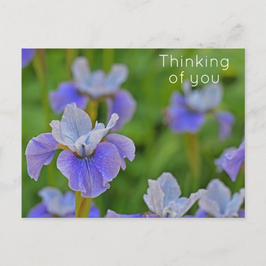 Carte Postale Fleur d'Iris Bleue Pensant à vous (Devant)
