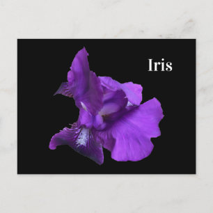 Carte Postale Fleur d'iris pourpre