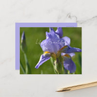 Fleur d'Iris Pourpre (ma photographie)