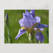 Carte Postale Fleur d'Iris Pourpre (ma photographie) (Devant)