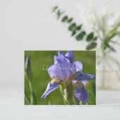 Carte Postale Fleur d'Iris Pourpre (ma photographie) (Debout devant)