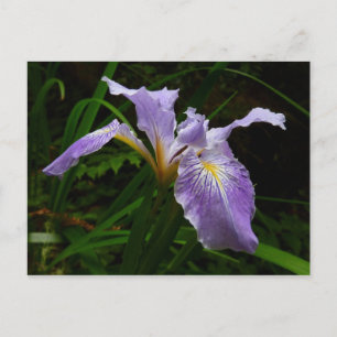 Carte Postale Fleur d'Iris sauvage Floral pourpre