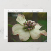 Carte Postale Fleur Dogwood (Devant / Derrière)