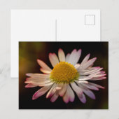 Carte Postale Fleur d'oie (Devant / Derrière)