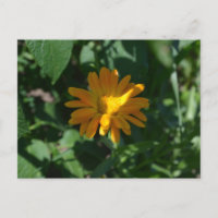 Fleur d'orange Pot Marigold (Calendula officinalis