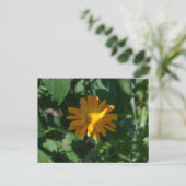 Carte Postale Fleur d'orange Pot Marigold (Calendula officinalis (Debout devant)