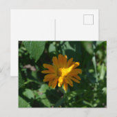 Carte Postale Fleur d'orange Pot Marigold (Calendula officinalis (Devant / Derrière)