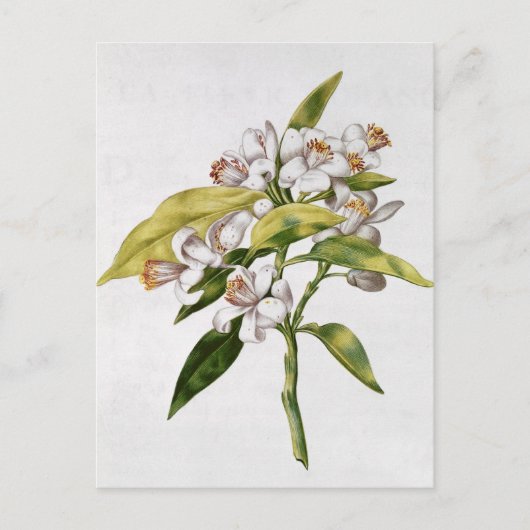 Carte Postale Fleur d'oranger, de 'La Guirlande de Julie' (Devant)