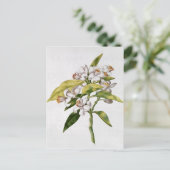 Carte Postale Fleur d'oranger, de 'La Guirlande de Julie' (Debout devant)