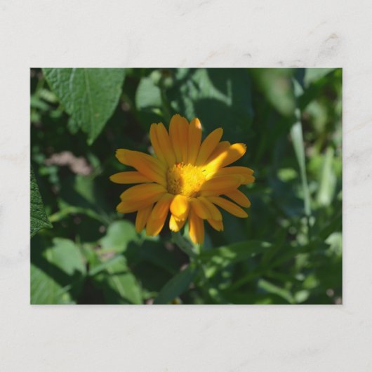 Carte Postale Fleur d'oranger pot marigold (Calendula officinali (Devant)