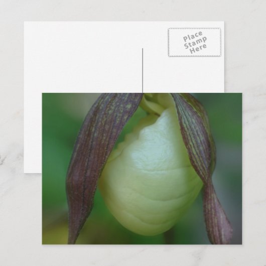 Carte Postale Fleur d'orchidée blanche (Devant / Derrière)