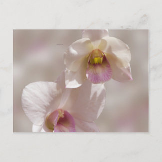 Carte Postale Fleur d'orchidée blanche et rose sur fond flou