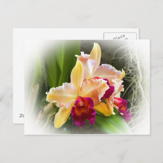 Carte Postale Fleur d'orchidée de Cattleya (Devant / Derrière)