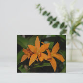 Carte Postale Fleur d'orchidée de cattleya orange tropicale (Debout devant)