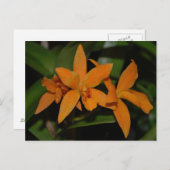 Carte Postale Fleur d'orchidée de cattleya orange tropicale (Devant / Derrière)