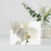 Carte Postale Fleur d'orchidée en fleurs blanches Nature florale (Debout devant)
