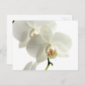 Carte Postale Fleur d'orchidée en fleurs blanches Nature florale (Devant / Derrière)