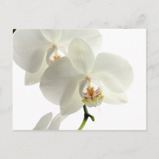 Carte Postale Fleur d'orchidée en fleurs blanches Nature florale (Devant)