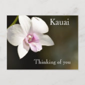 Carte Postale Fleur d'orchidée rose blanche Kauai, Hawaii (Devant)