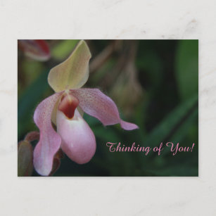 Carte Postale Fleur d'orchidée rose de la dame