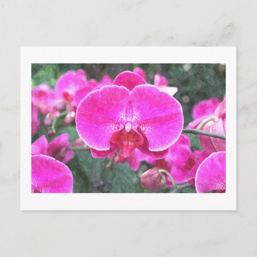 Carte Postale Fleur d'orchidée rose, photo florale (Devant)