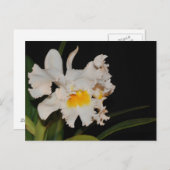Carte Postale Fleur d'orchidée sauvage tropicale blanche Cattley (Devant / Derrière)