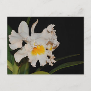 Carte Postale Fleur d'orchidée sauvage tropicale blanche Cattley