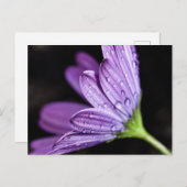 Carte Postale Fleur d'ostéospermum pourpre (Devant / Derrière)