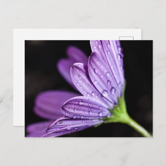 Carte Postale Fleur d'ostéospermum pourpre (Devant / Derrière)