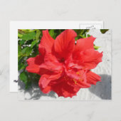 Carte Postale Fleur double hibiscus rouge (Devant / Derrière)