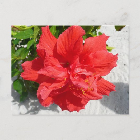 Carte Postale Fleur double hibiscus rouge (Devant)