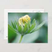 Carte Postale Fleur D'Ouverture De La Fleur De Cône (Devant / Derrière)