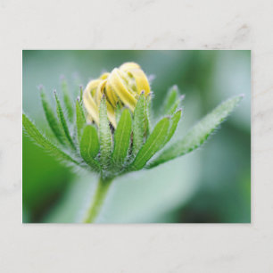 Carte Postale Fleur D'Ouverture De La Fleur De Cône