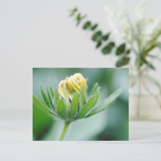 Carte Postale Fleur D'Ouverture De La Fleur De Cône (Debout devant)