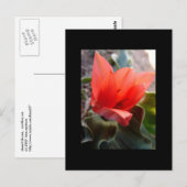 Carte Postale fleur du désert (Devant / Derrière)