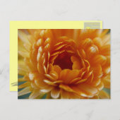 CARTE POSTALE - Fleur du désert (Devant / Derrière)