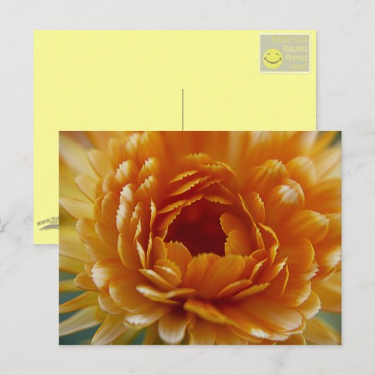 CARTE POSTALE - Fleur du désert (Devant / Derrière)