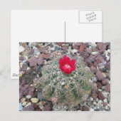Carte Postale Fleur du désert (Devant / Derrière)