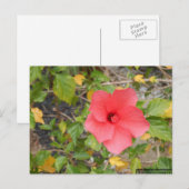 CARTE POSTALE FLEUR DU DÉSERT DE CALIFORNIE #1 (Devant / Derrière)