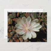 Carte Postale Fleur du désert peinte (Devant / Derrière)