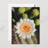 Carte Postale Fleur du Saguaro Cactus (Devant / Derrière)