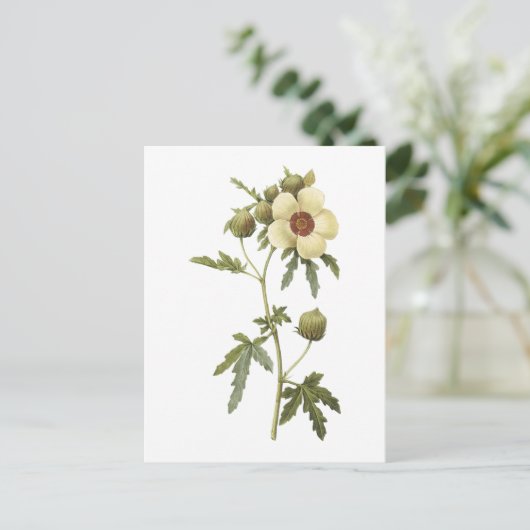 Carte Postale fleur d'une heure (trionum de ketmie) par Redouté (Debout devant)