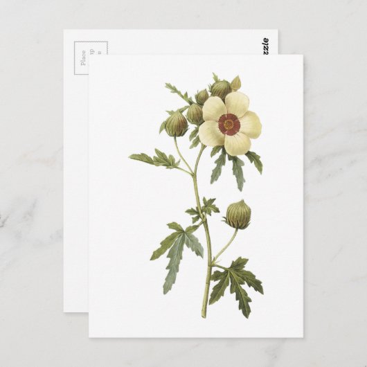 Carte Postale fleur d'une heure (trionum de ketmie) par Redouté (Devant / Derrière)