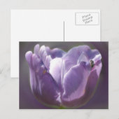 Carte Postale Fleur Et Abeille De Tulipe Violette (Devant / Derrière)