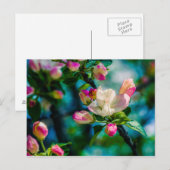 Carte Postale Fleur et bourgeons de pommes de terre (Devant / Derrière)
